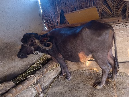 ભેંસ વેચવાની છે