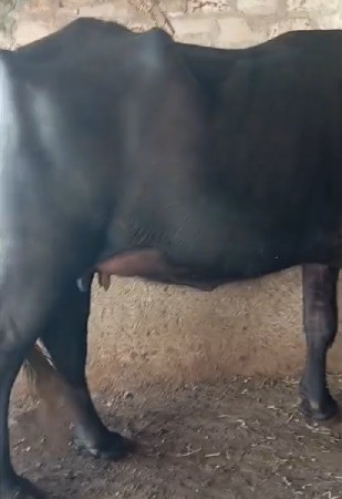 ખડેલી વેસવાની છે