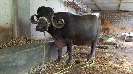 ભેંસ  વેચવાની છે.
