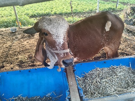 હોળકી વેચવાની છે