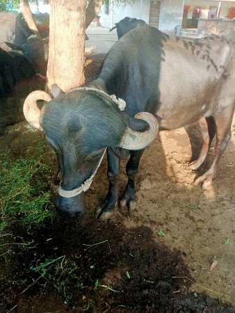 બે ખળેલી