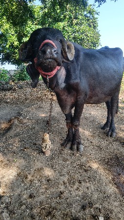 ખળલી
