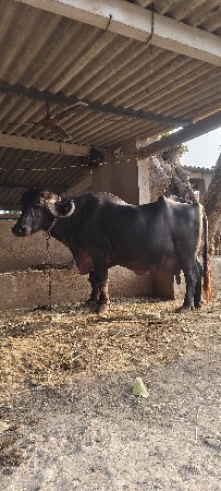 વેચવાની છે