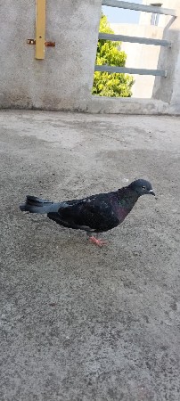 કબૂતર વેચવાના છે