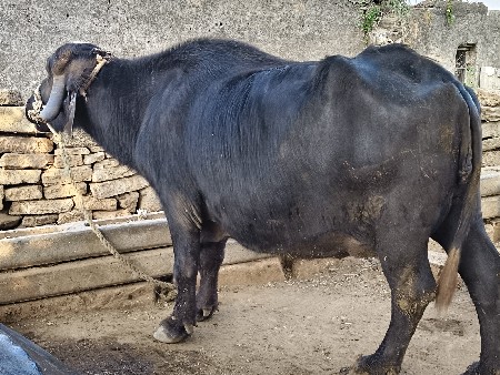 ભેંસ વેચવાની છે