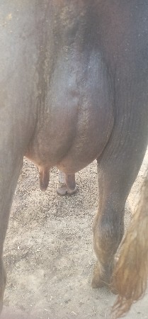 ભેંસ વેચવાની છે