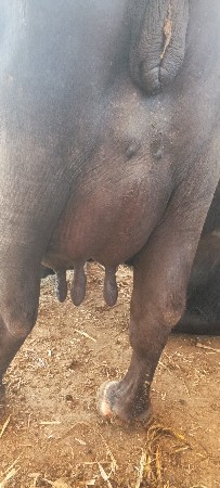 ભેંસ વેચવાની છે