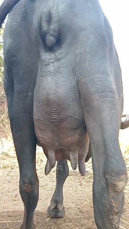 અઠવાડિયા માં વિયાસે