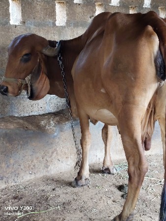 Mori subhash bhai