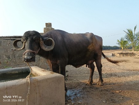 ભેસ વેચવાની છે