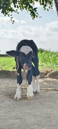 પાડો વેચવાનો છે