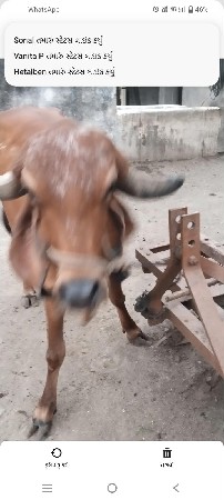 ગાય વેચવાની છે