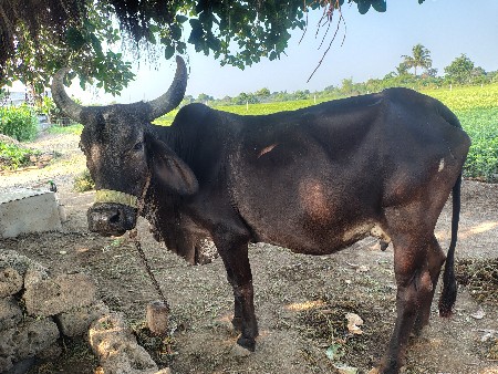 ગાય વેચવાની છે