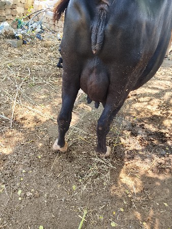 ભેસ