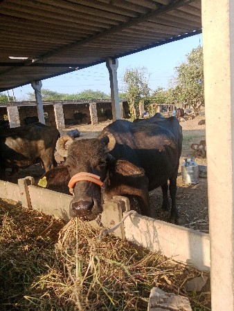 બેસ 20 દિવસ ની વિયાણલ