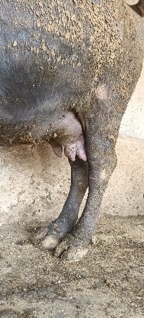 ભેંસ વેસવાનીસે