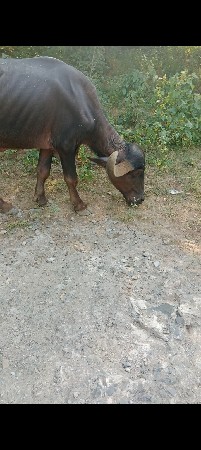 ખડાઈ વેચવાની છે