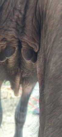 જાફરાબાદી પાડી વેચવાની છે ખરડા ફાટ