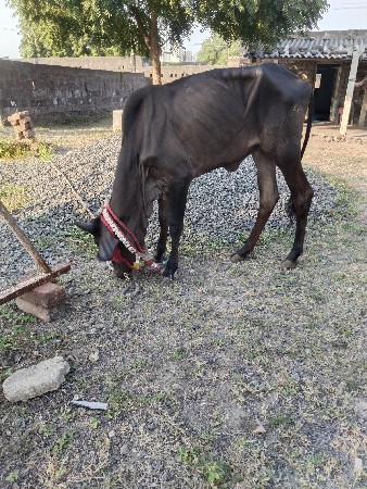 આખી કાળી કાંકરેજ વાછડી વેચવાની છે