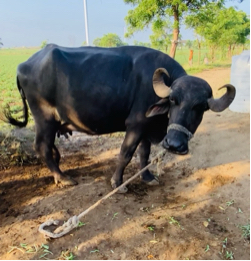 ભેંસ વેચવાની છે