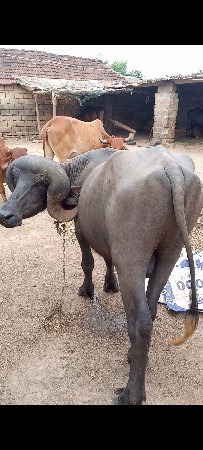 પાડો વેચવાનો છે