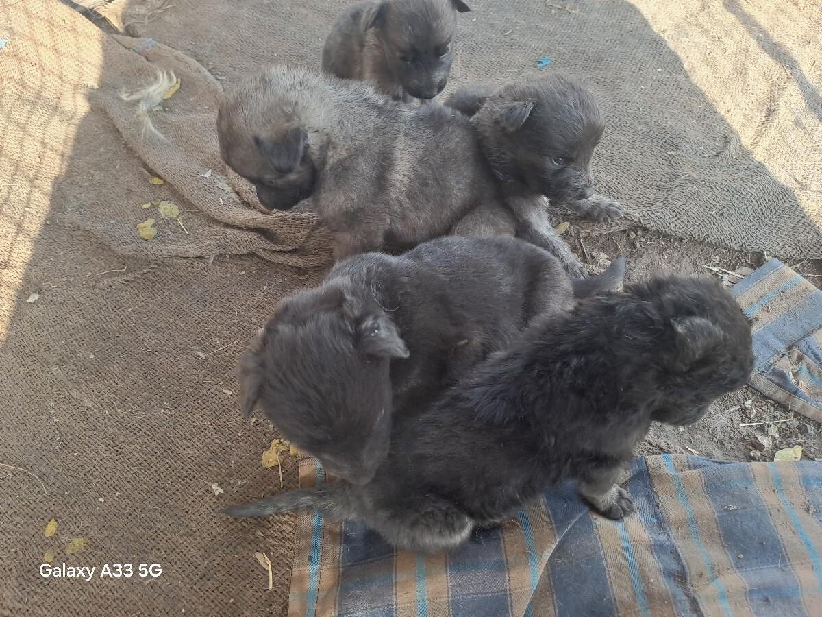 જર્મન સેફડ ના ગલુડયા