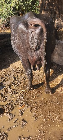 ભેંસ વેચવાની છે.