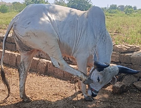 ઘોધલો વેચવાનો છે