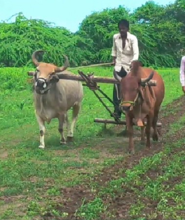 બળદ વેચવાનો છે
