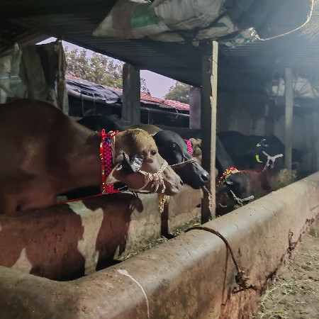પાડી 10 વેચવાની છે