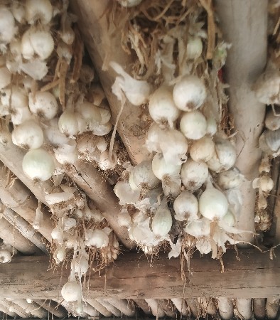 સફેદ કાજી વેચવાની છે