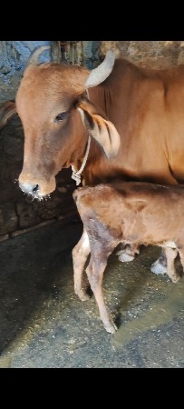 દેશી હોડકિ