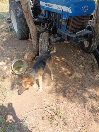 જર્મન