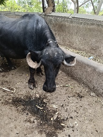 ભેંસ વેચવાની છે