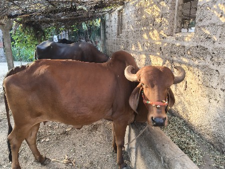 ગાય વેચવાની છે