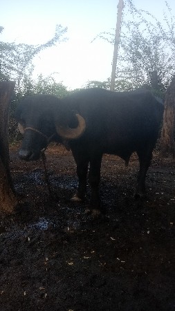 પાડો વેચવાનો છે