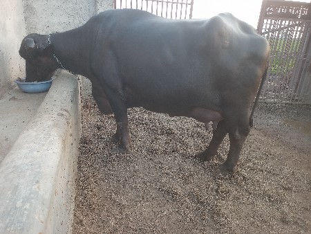 ભેંશ વેચવાની છે