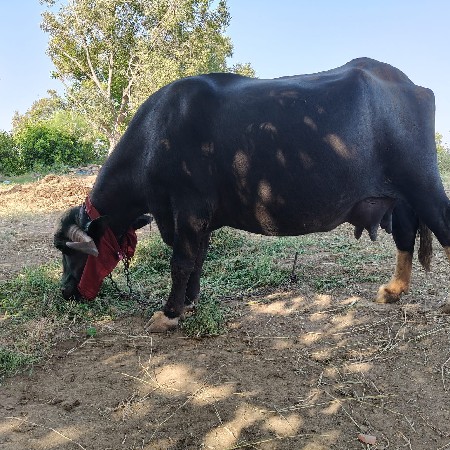 ભેંશ વેચવાની છે
