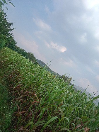 પાચવીઘાનિશે