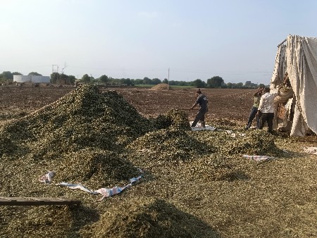 g-20 નો લીલો પાલો.