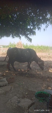 ભેંસ વેચવાની છે