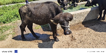 પાડાના સાટા કરવાના સે