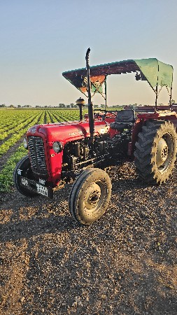 massey ગોલ મોરો  35