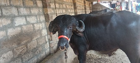 પાડો