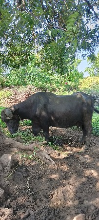 ભેંસ વેસવાની સે