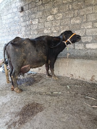ભેંસ વેચવાની છે