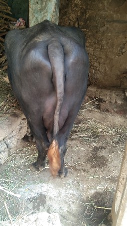 ત્રીજુ વેતર.   પાંચની વિયાણંદ