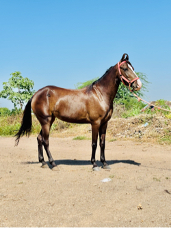 આ વસેરી વેચવાની છે