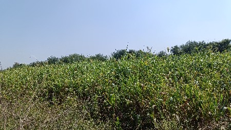 જુવાર વેચવાની છે લીલવની