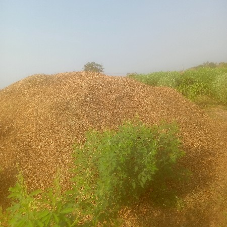 માંડવી નો ભુક્કો